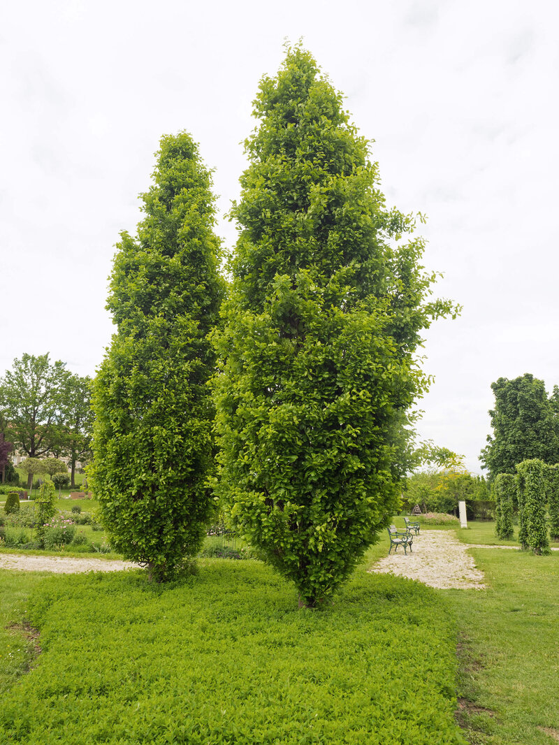 Quercus robus Fastigiata Koster