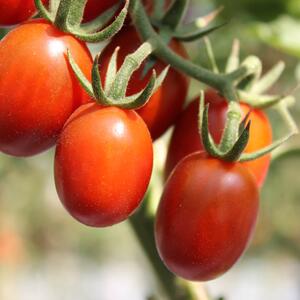 Solanum lycopersicum 'Dattored'