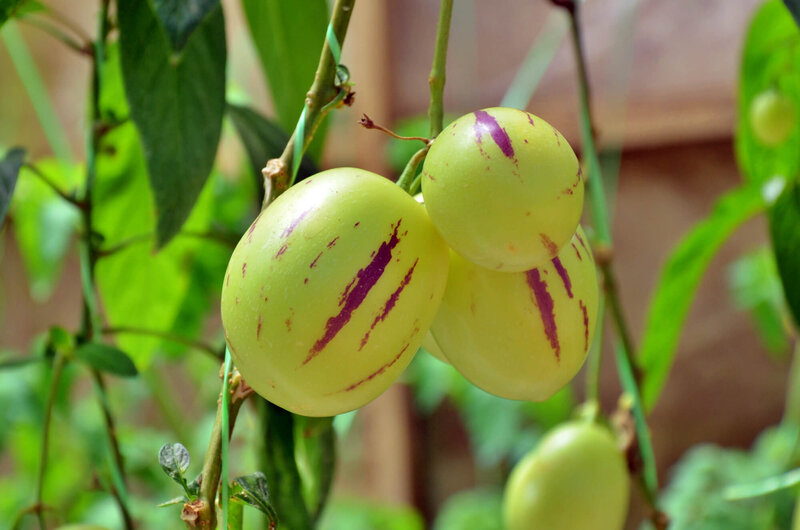 Solanum muricatum Pepino Gold