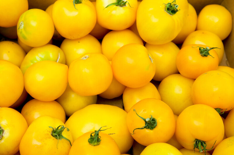 Solanum lycopersicum 'Lemon Boy'