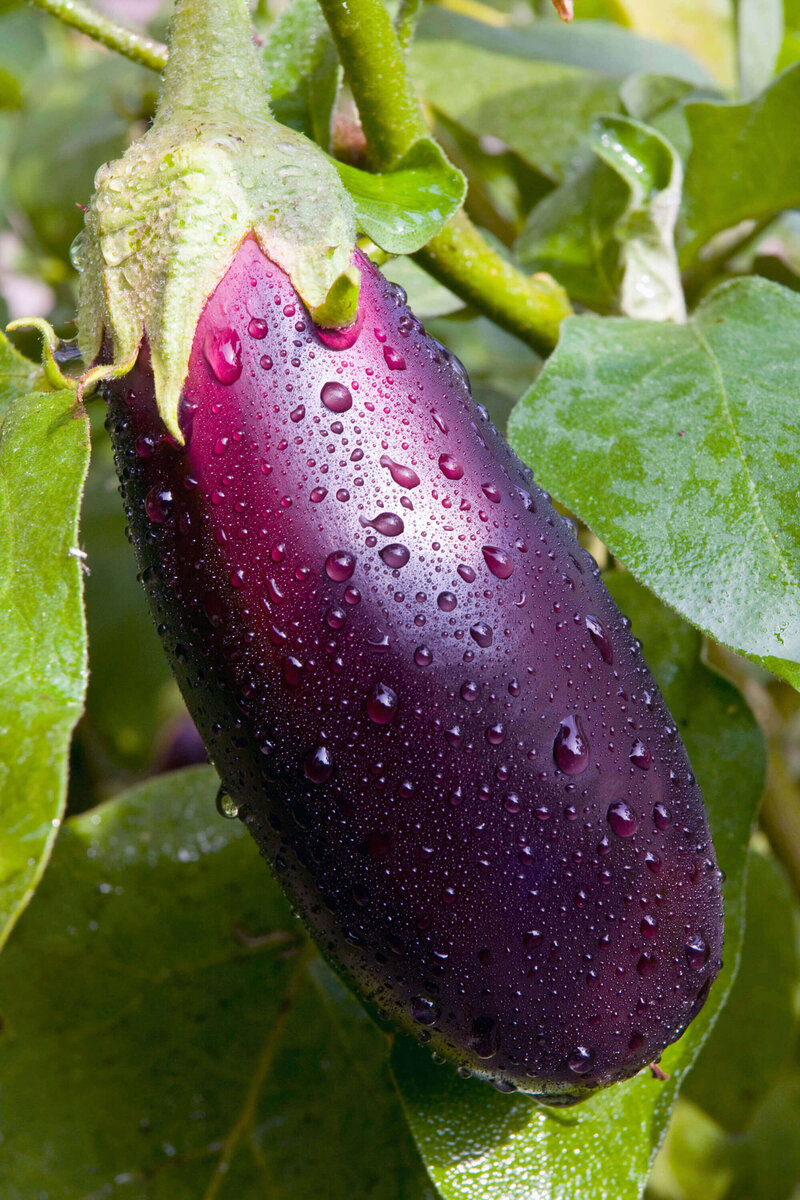 Solanum melongena Bonica