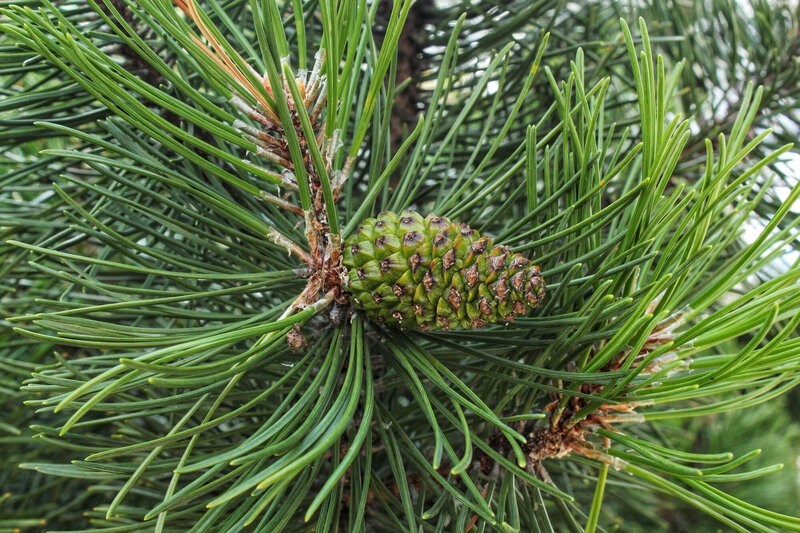 Pinus mugo Mughus