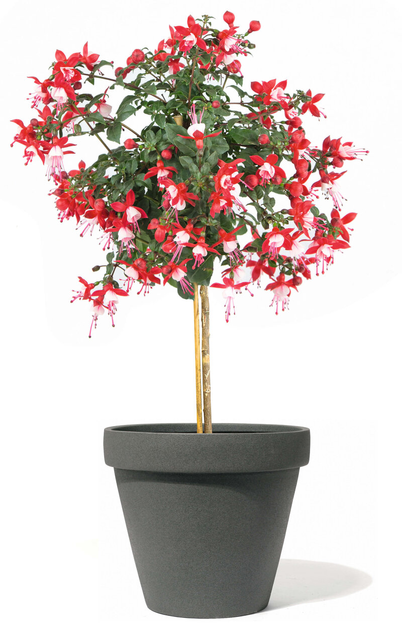 Fuchsia - Hybride Stamm
