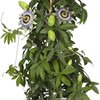 Passiflora - Hybriden