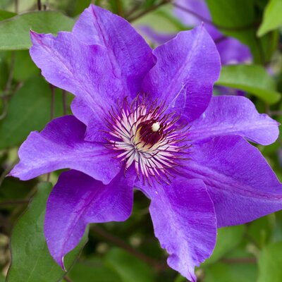 Clematis 'The President'