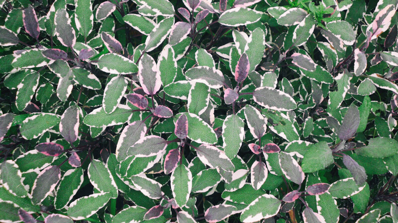 Salvia Tricolore