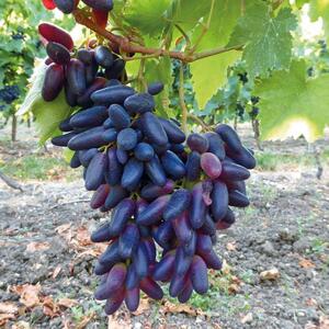 Vitis vinifera 'Datteltraube'