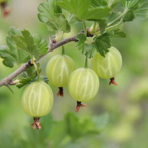 Ribes uva-crispa Invicta