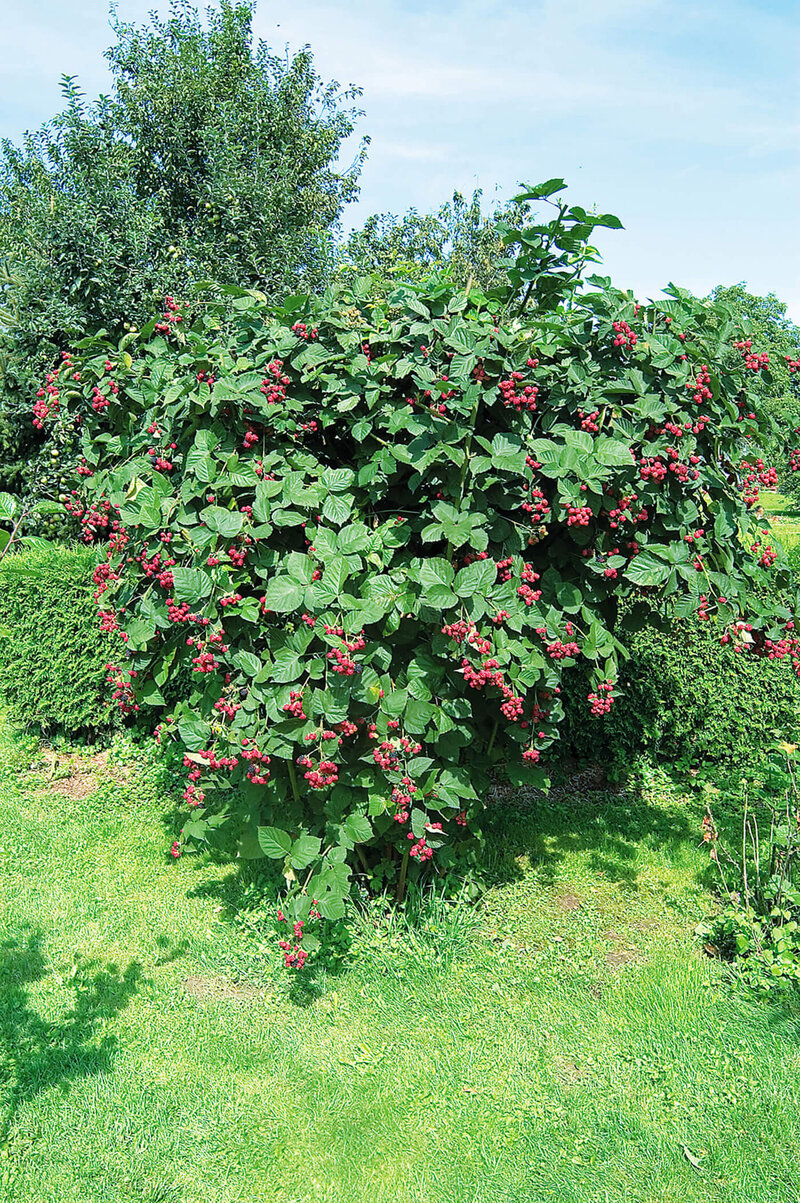 Rubus fruticosus Asterina