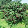 Rubus fruticosus Asterina
