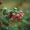 Rubus idaeus  Autumn Bliss