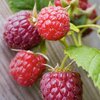 Rubus idaeus Summer Chef
