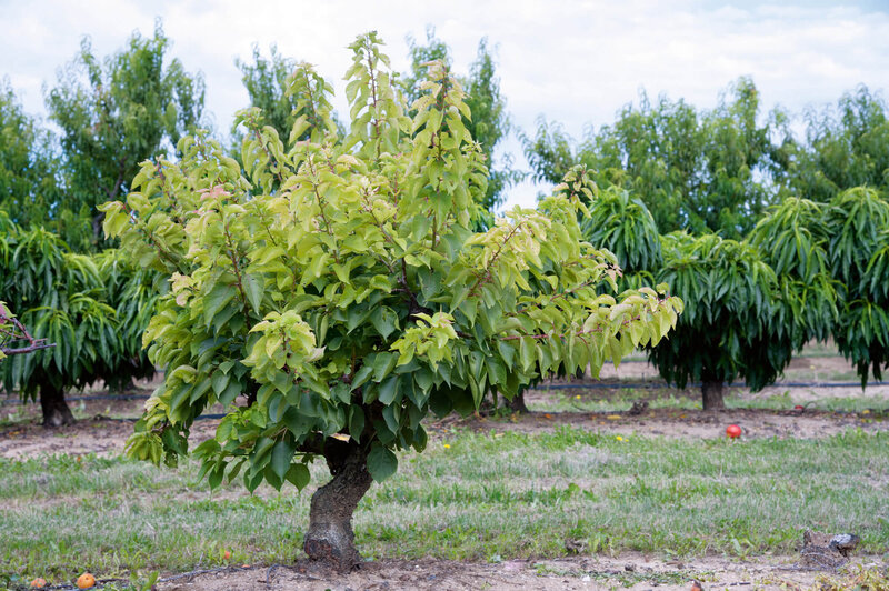 Prunus armeniaca Garden Aprigold