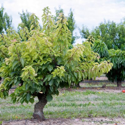 Prunus armeniaca Garden Aprigold