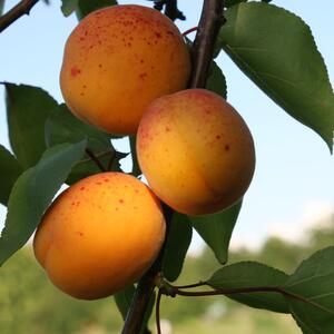 Prunus armeniaca Orange Summer