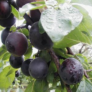Prunus domestica ‚Aprisali‘