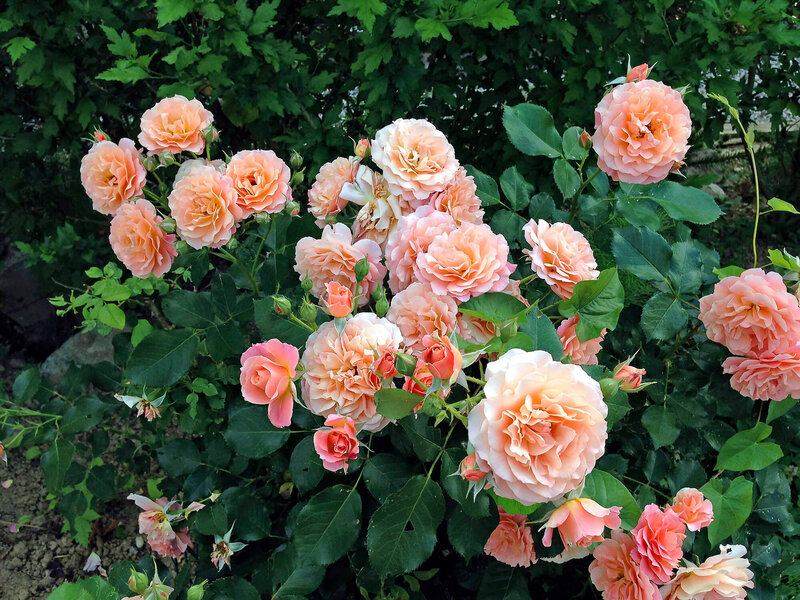 Rosa 'Bordüre Apricot'