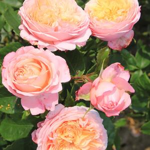 Rosa 'Domaine de Chantilly®'