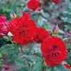Rosa 'Lady in Red'