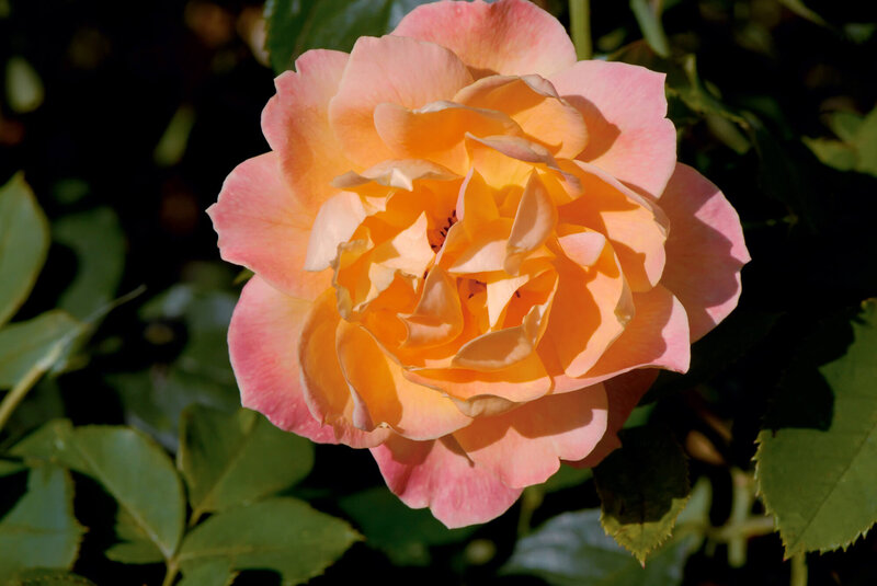 Rosa Orientalia