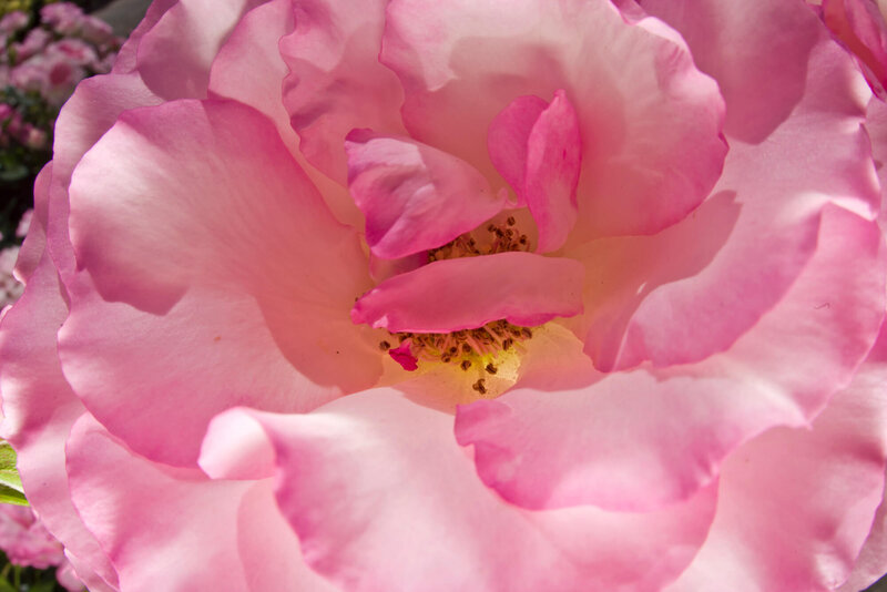 Rosa 'Bordüre Rose'