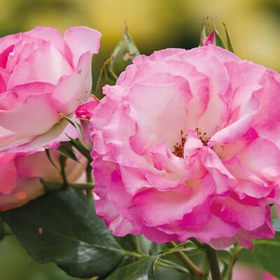Rosa 'Bordüre Rose'