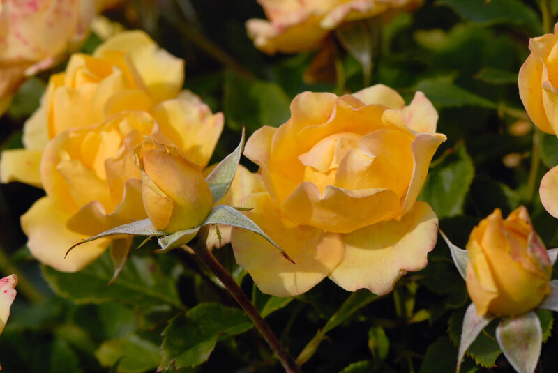 Rosa 'Gold Reef®'