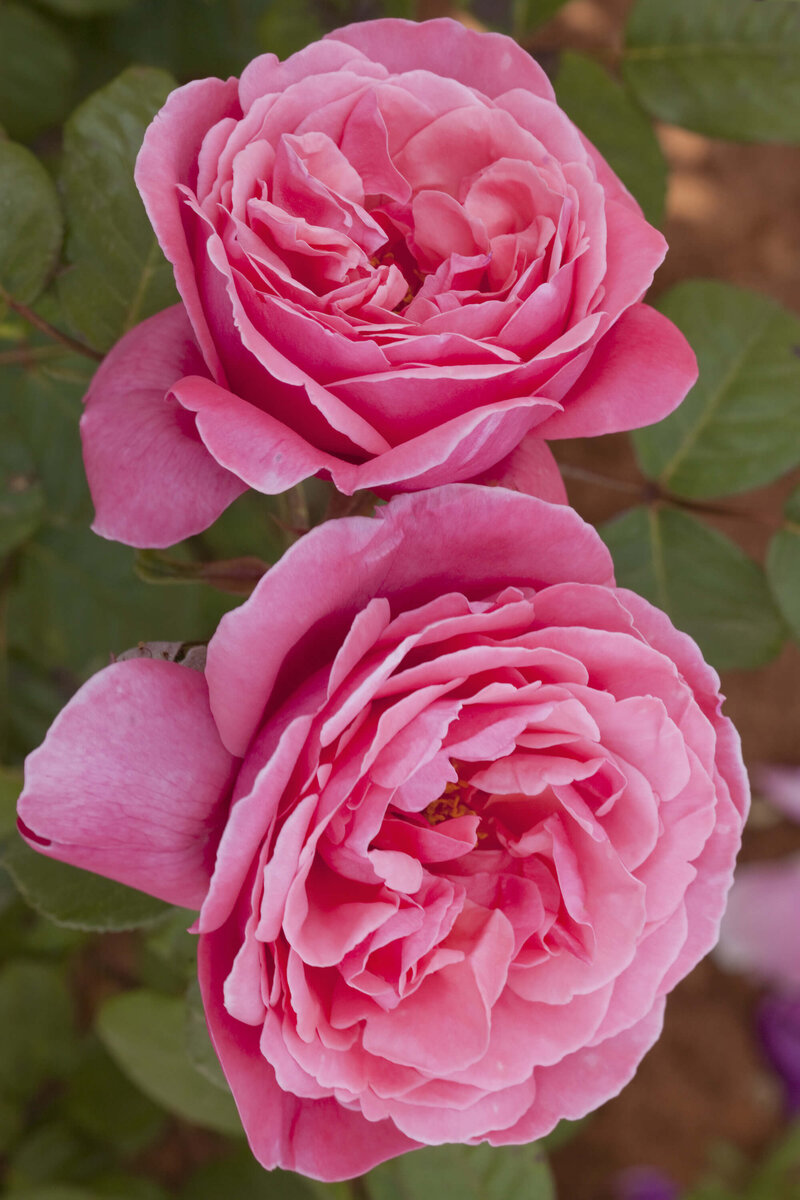 Rosa 'Sweet Perfumella'