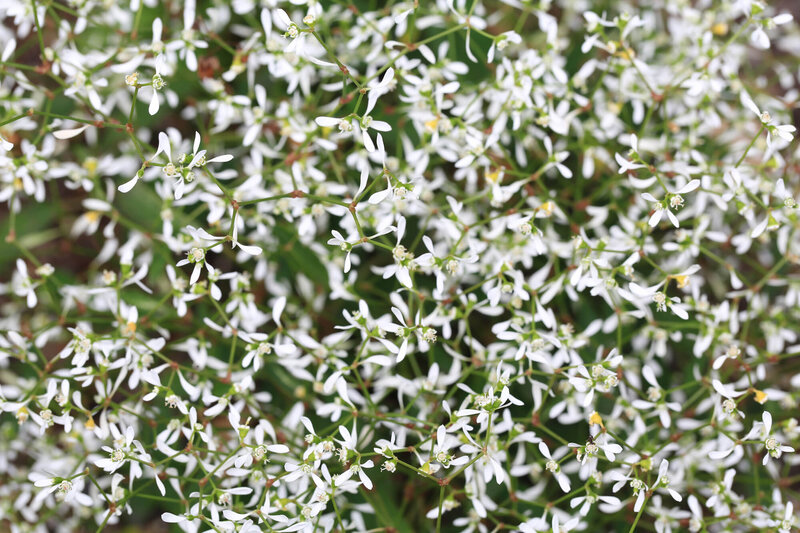 Euphorbia hypericifolia 'Diamond Frost' 