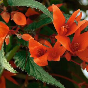 Begonia tuberhybrida Summerwings