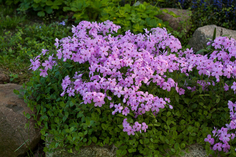 Phlox glaberrima Forever Pink