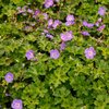 Geranium wallichianum ‚Azure Rush‘