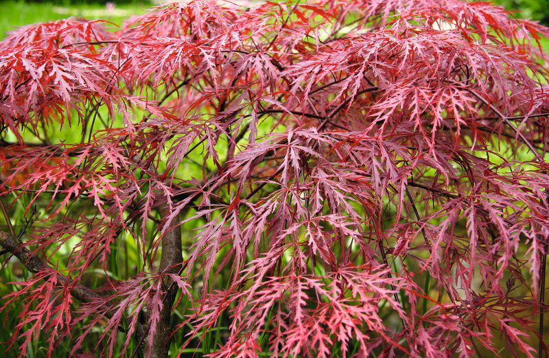 Acer palmatum Garnet