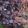 Cotinus coggygria Royal Purple