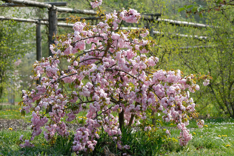 Prunus serrulata Kiku Shidare