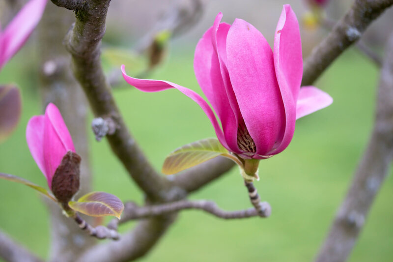 Magnolia denudata Vulcan