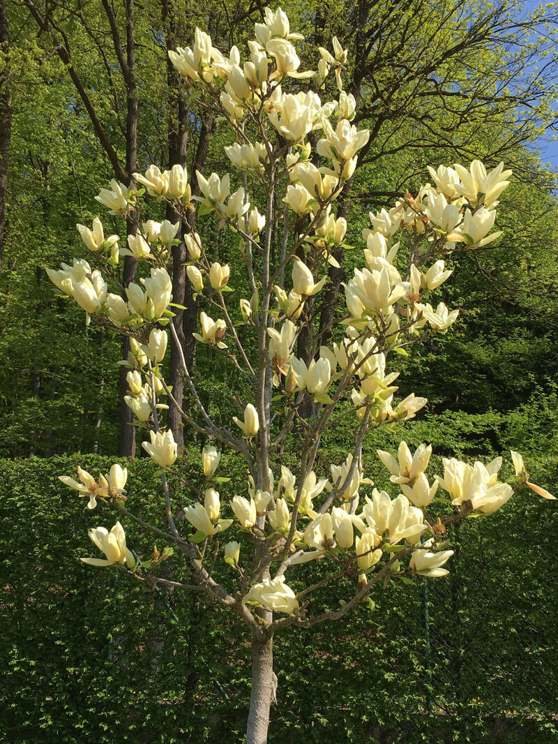 Magnolia acuminata Elizabeth