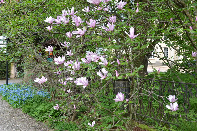Magnolia stellata George Henry Kern