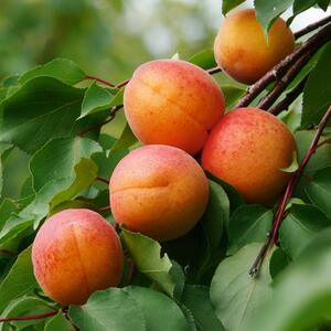Prunus armeniaca Ungarische Beste